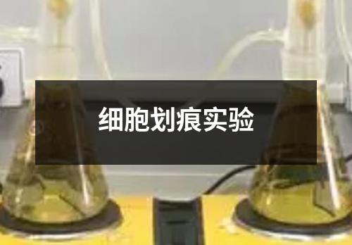 细胞划痕实验